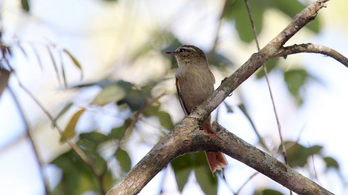 Olive Spinetail - ML629475862