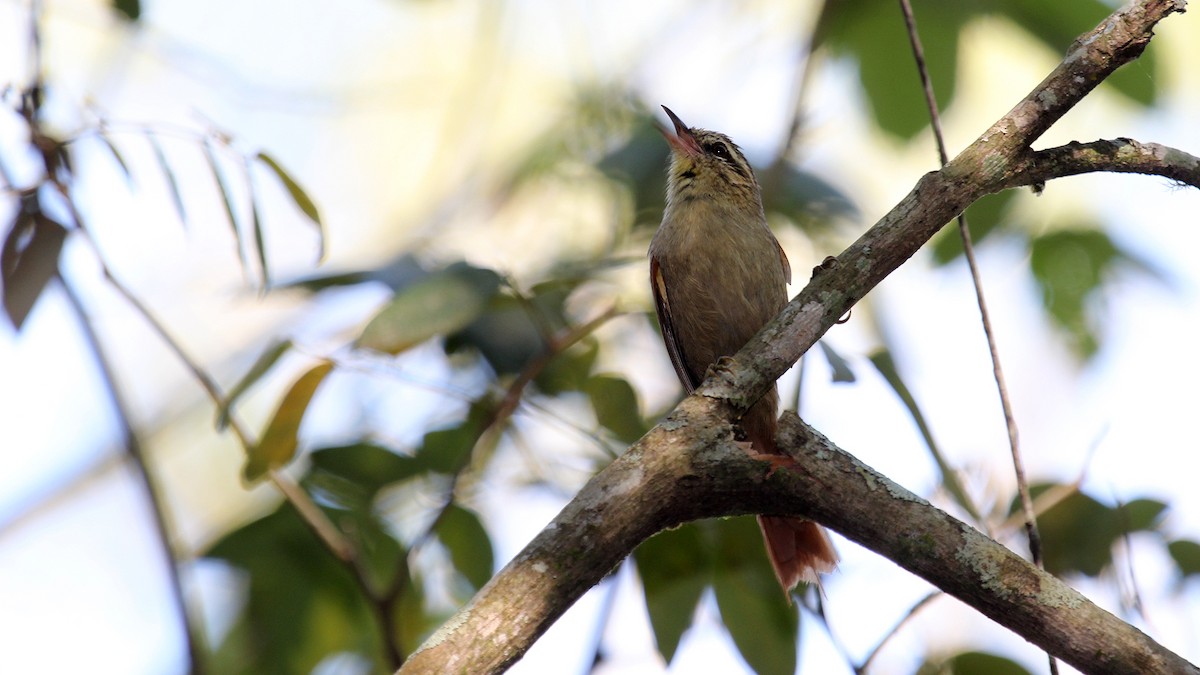 Olive Spinetail - ML629475863