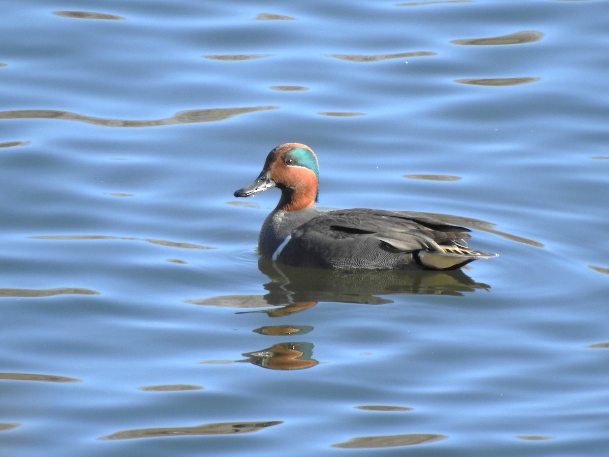 Green-winged Teal - ML629475888