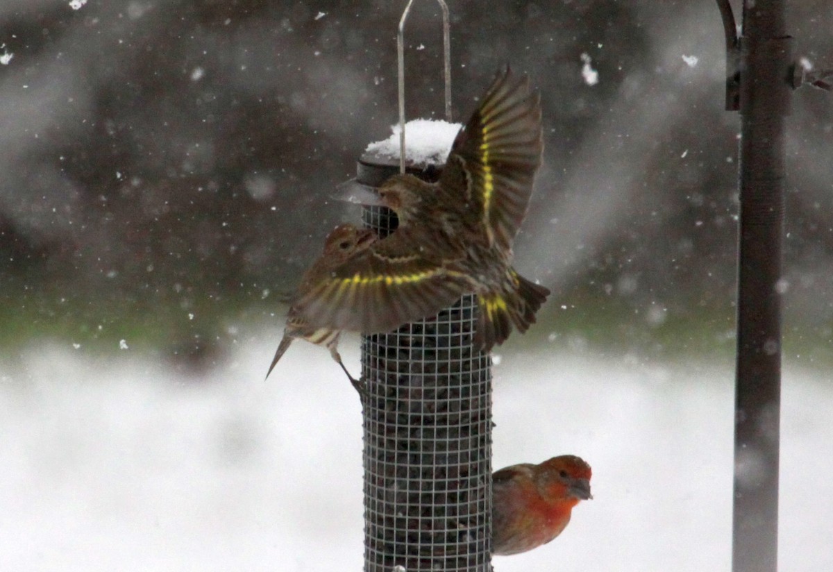 Pine Siskin - ML629476097