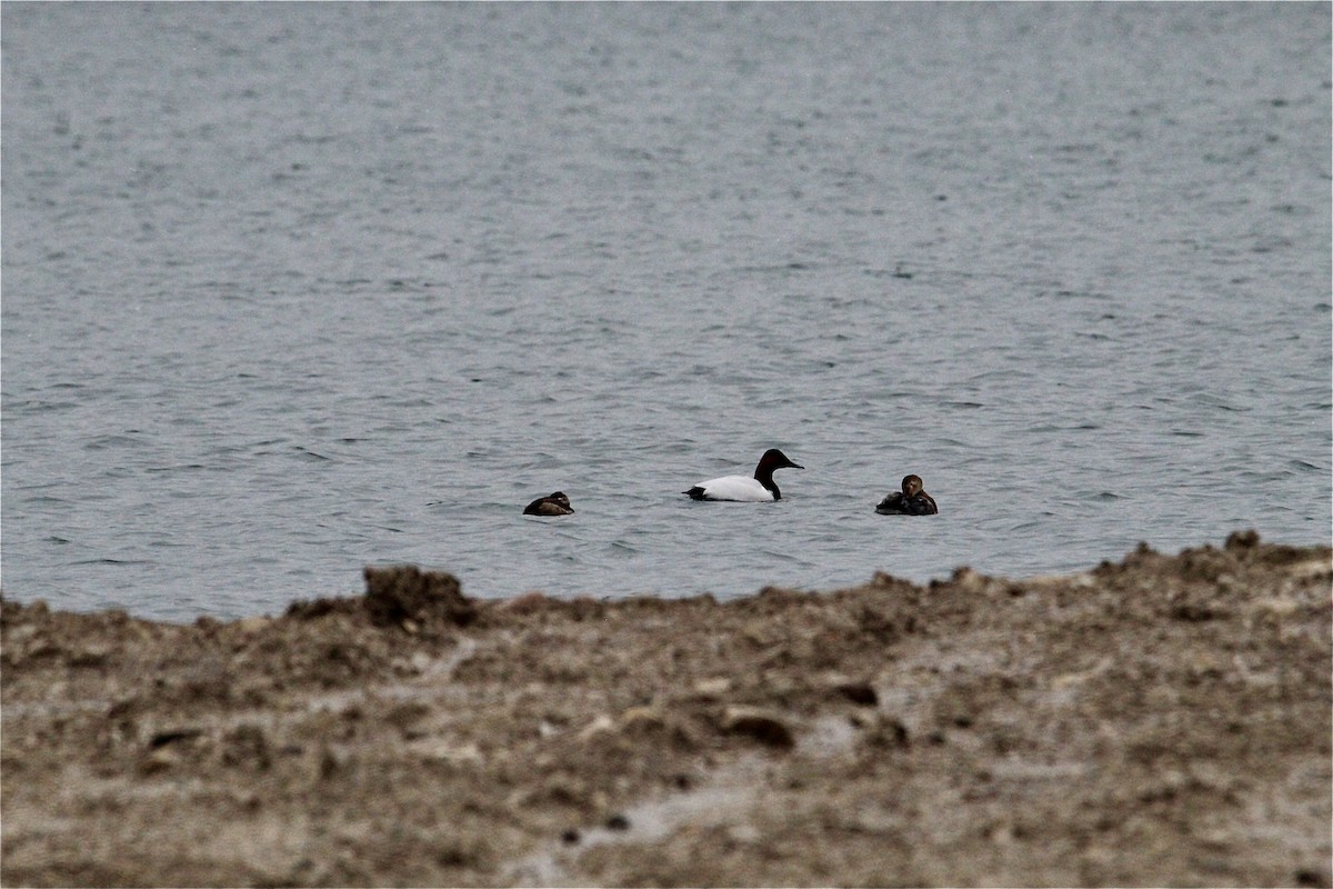 Canvasback - ML629476113