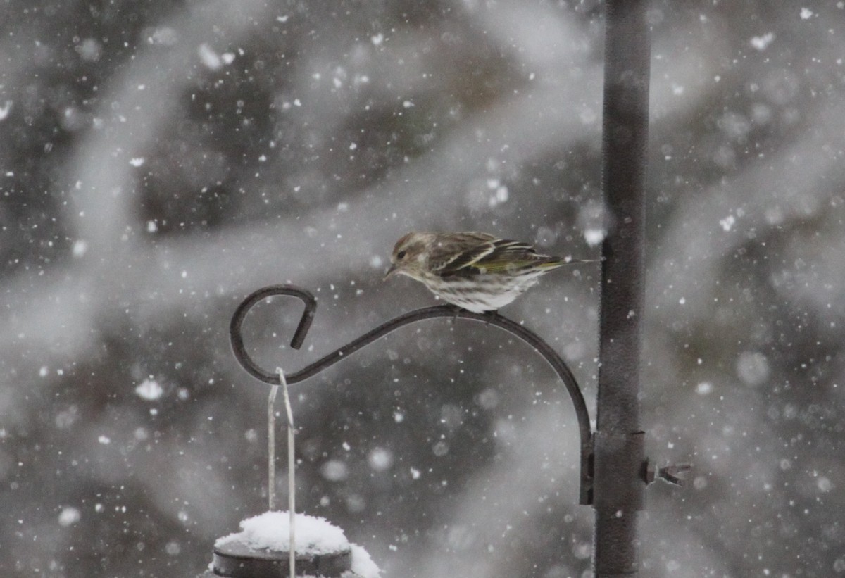 Pine Siskin - ML629476140