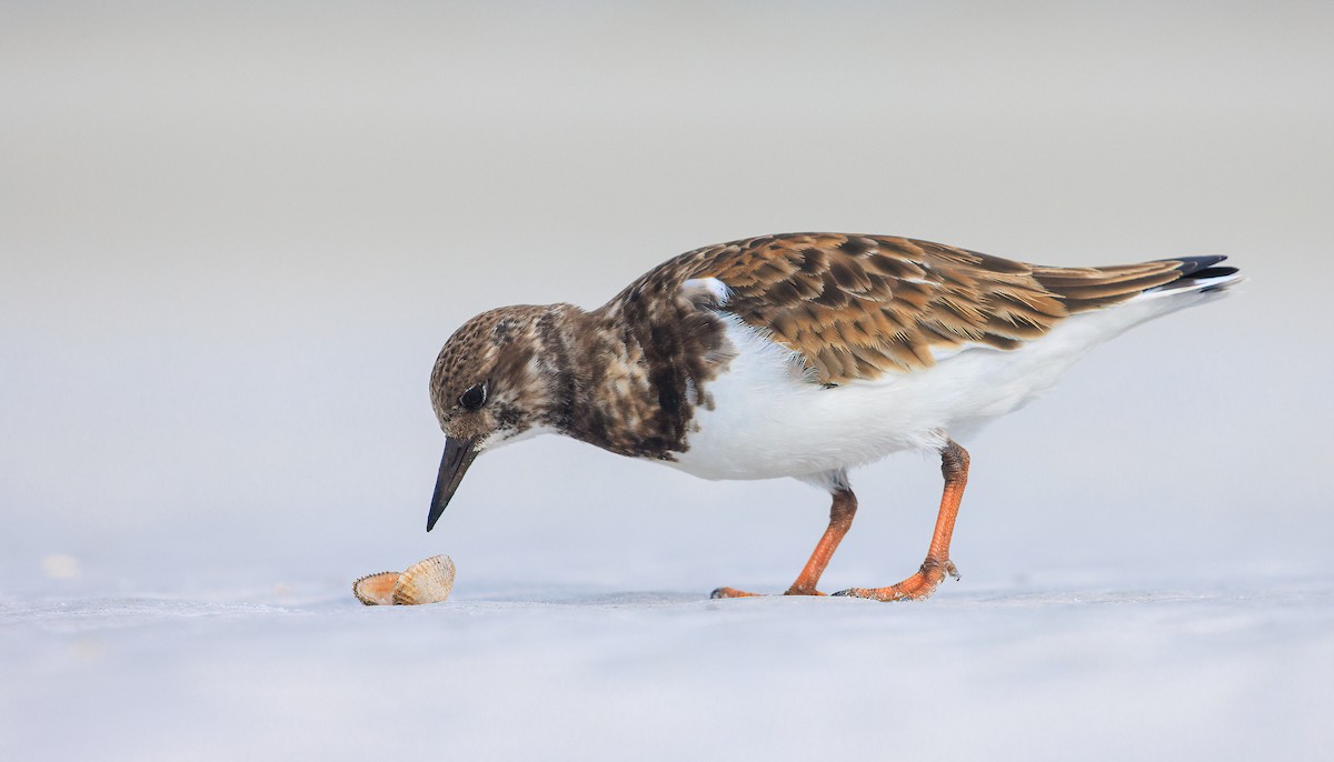 翻石鷸 - ML629476141