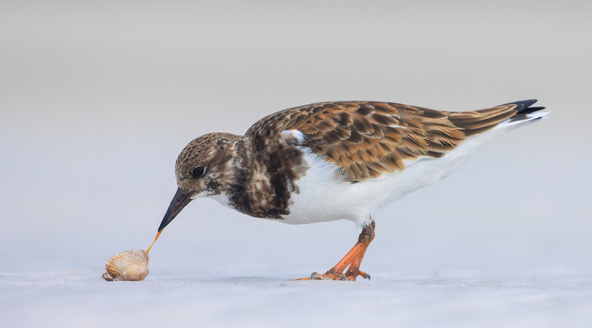 翻石鷸 - ML629476142