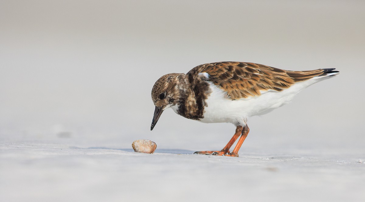 翻石鷸 - ML629476143