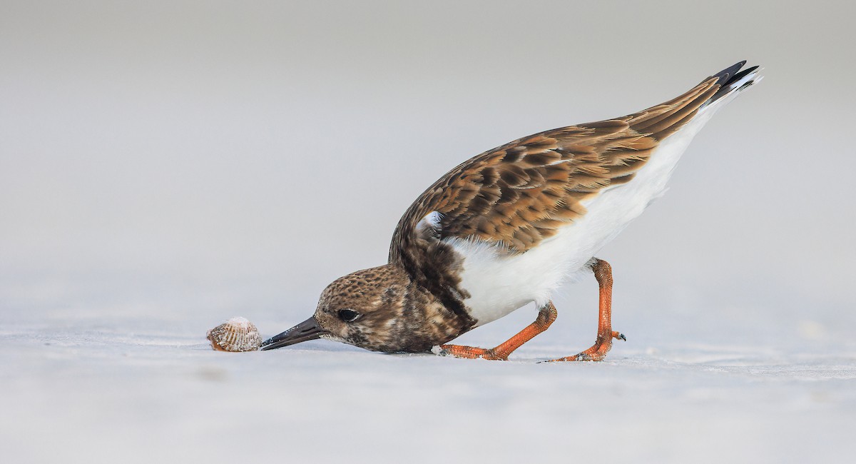 翻石鷸 - ML629476144