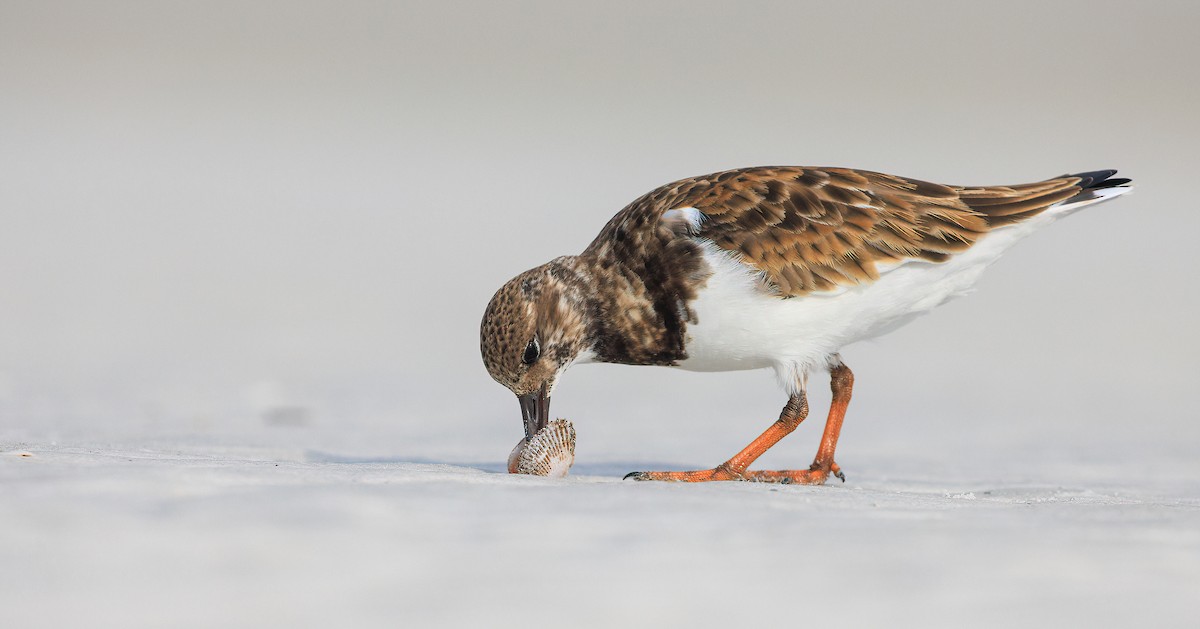 翻石鷸 - ML629476145