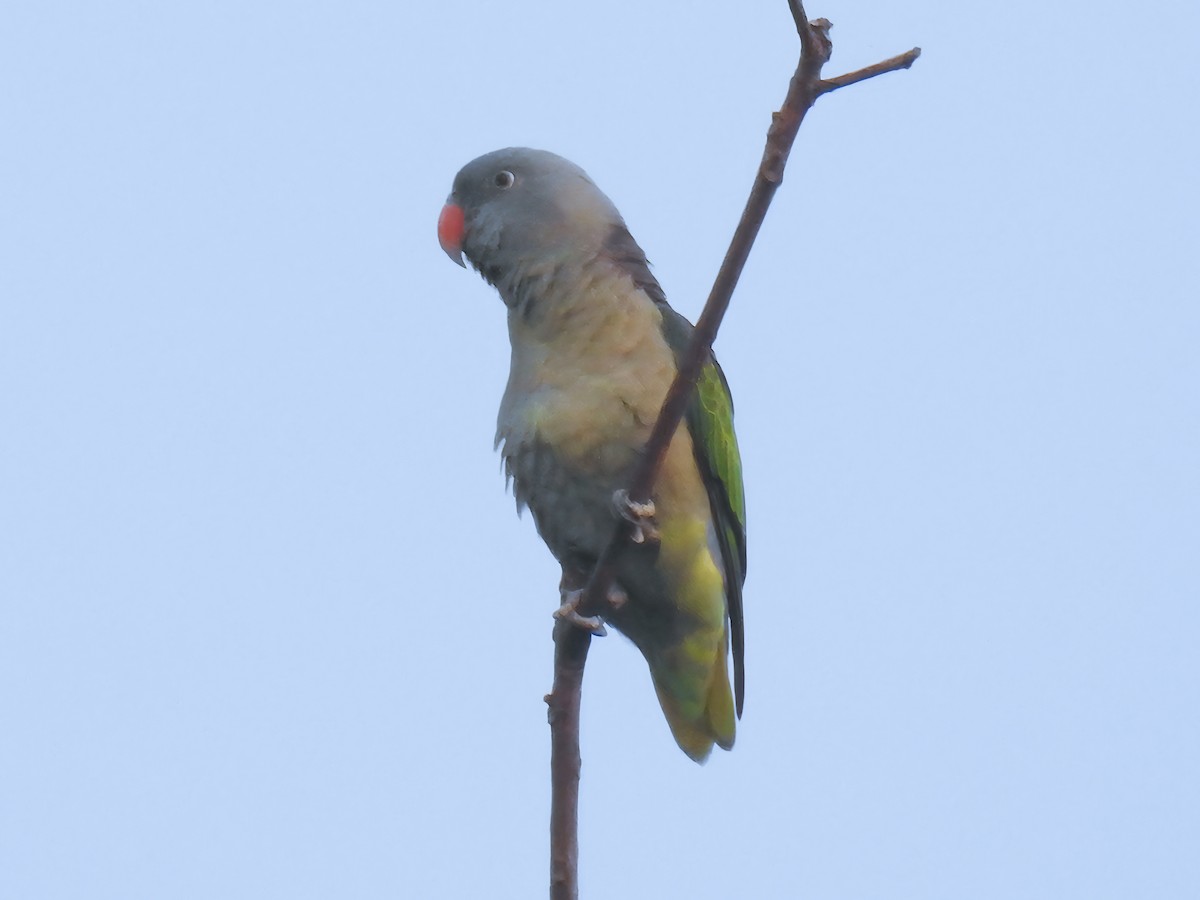 Blue-rumped Parrot - ML629476254