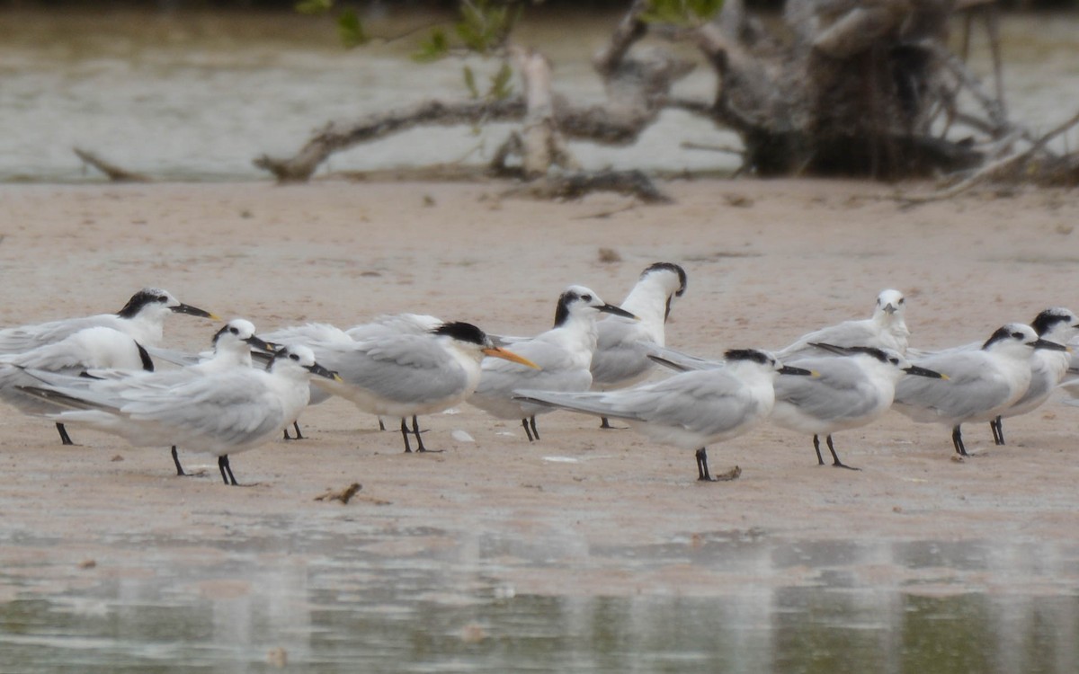 Elegant Tern - ML629476277