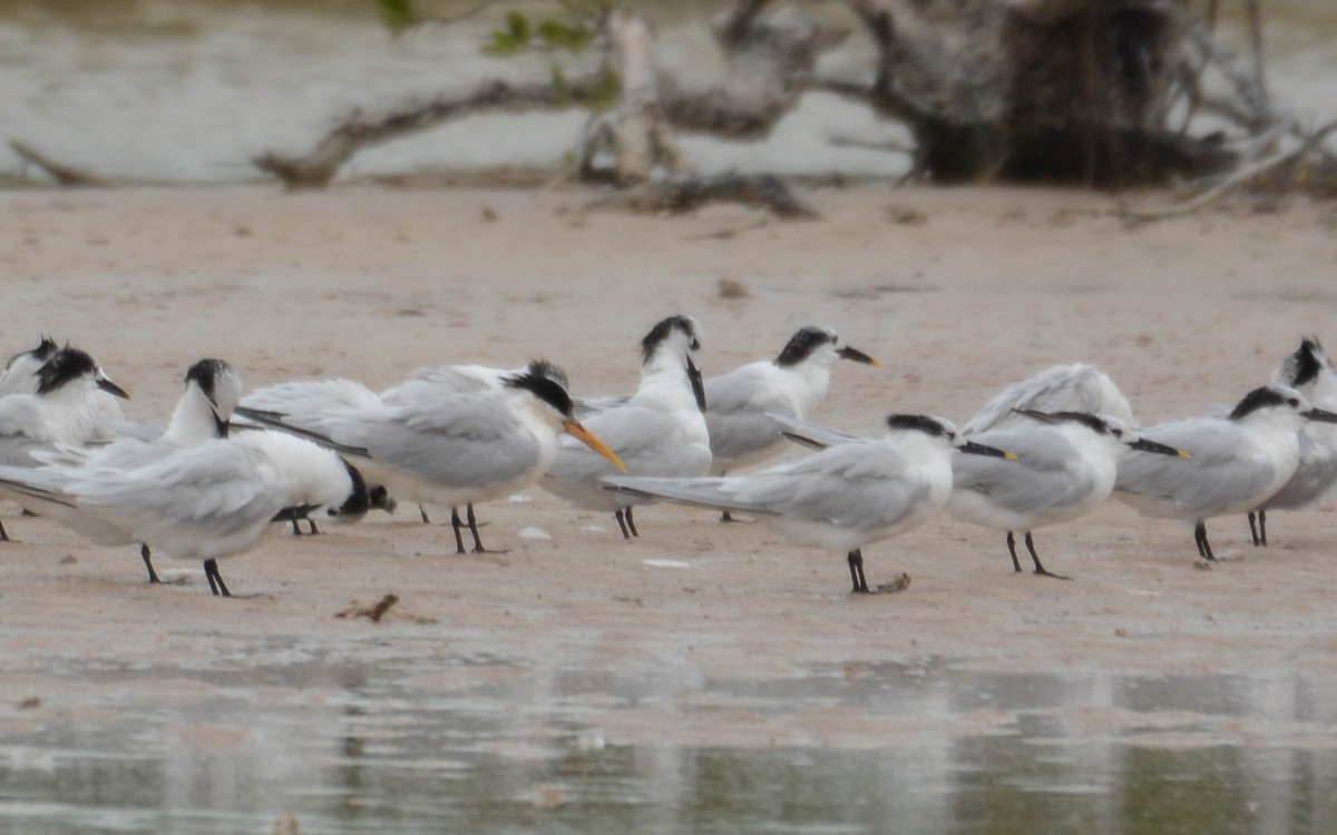 Elegant Tern - ML629476278