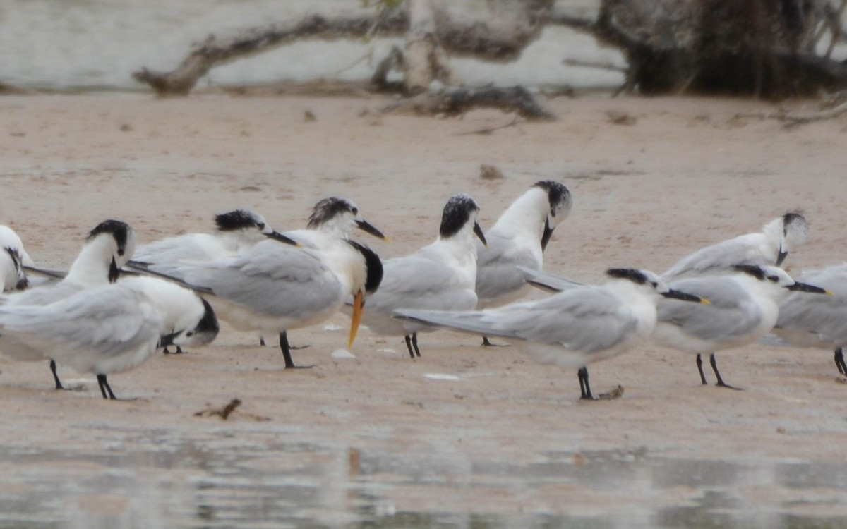 Elegant Tern - ML629476279