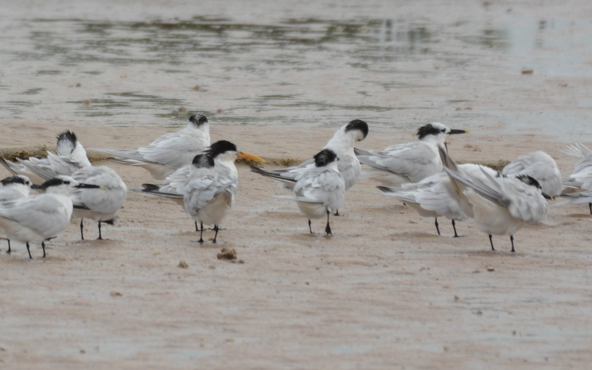 Elegant Tern - ML629476280