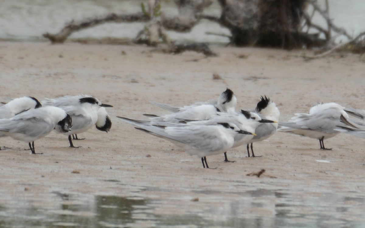Elegant Tern - ML629476281