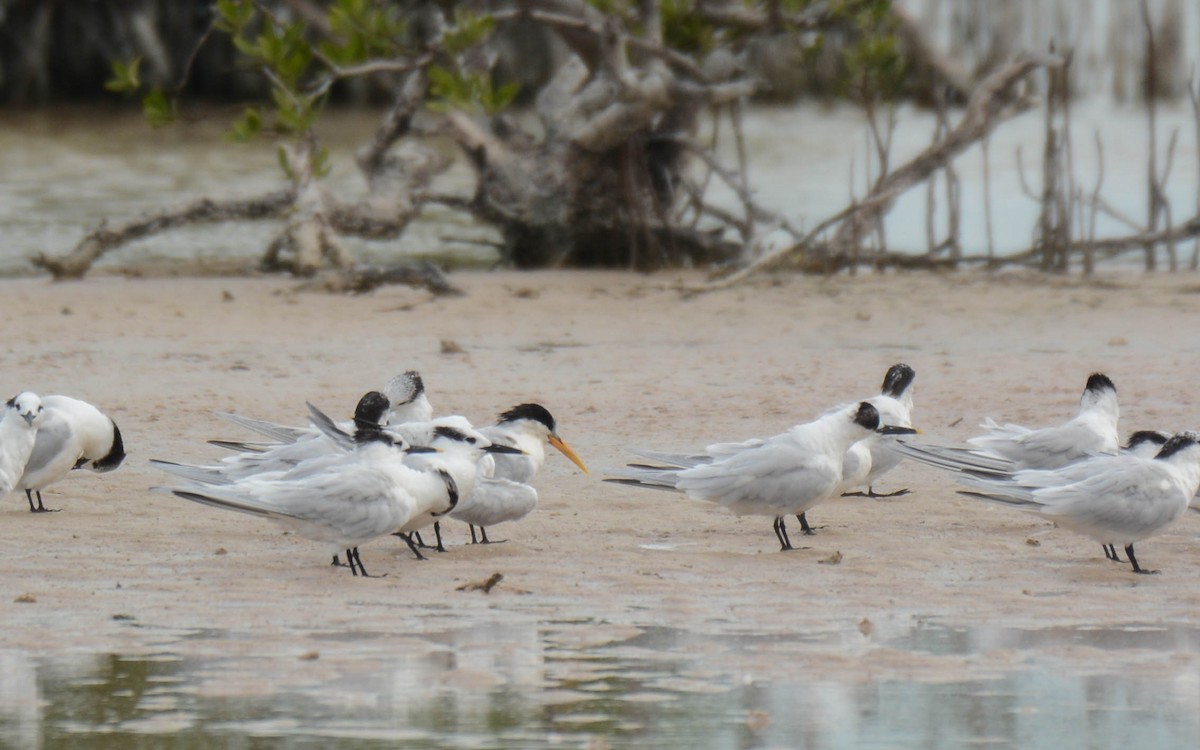 Elegant Tern - ML629476282