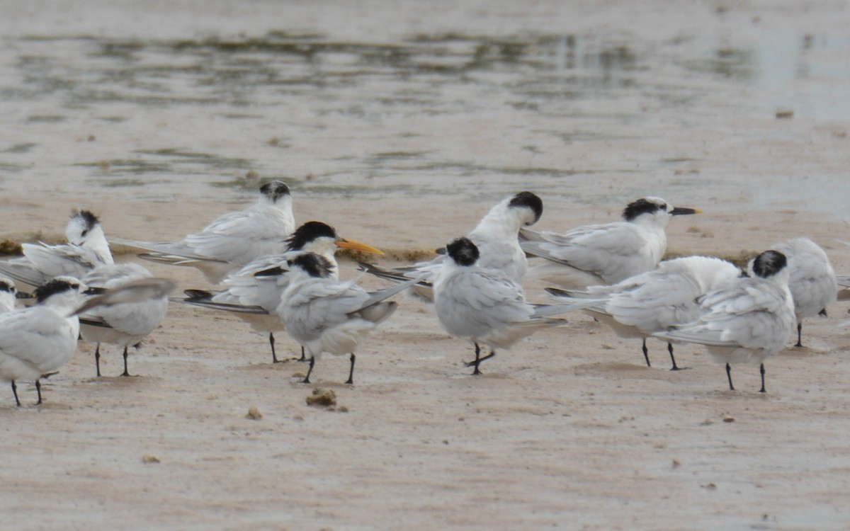 Elegant Tern - ML629476283