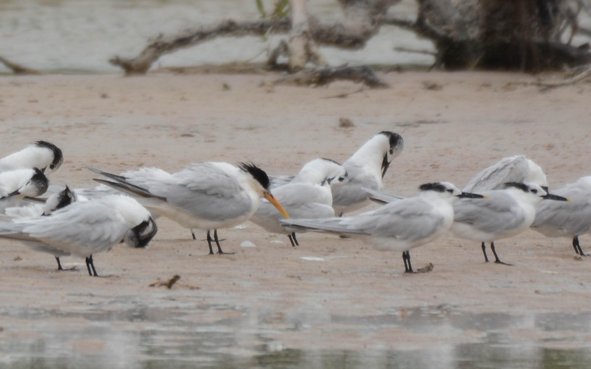 Elegant Tern - ML629476284