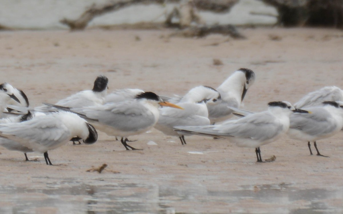 Elegant Tern - ML629476285