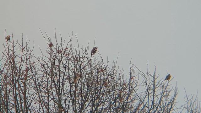 Hawfinch - ML629476526