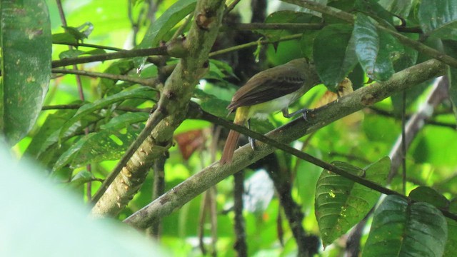 Bright-rumped Attila - ML629476625