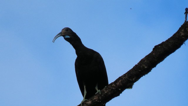 Green Ibis - ML629477068