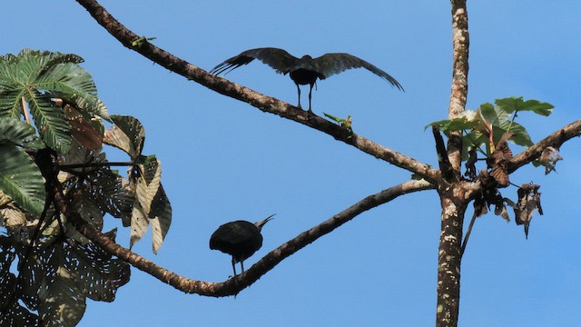 Green Ibis - ML629477078