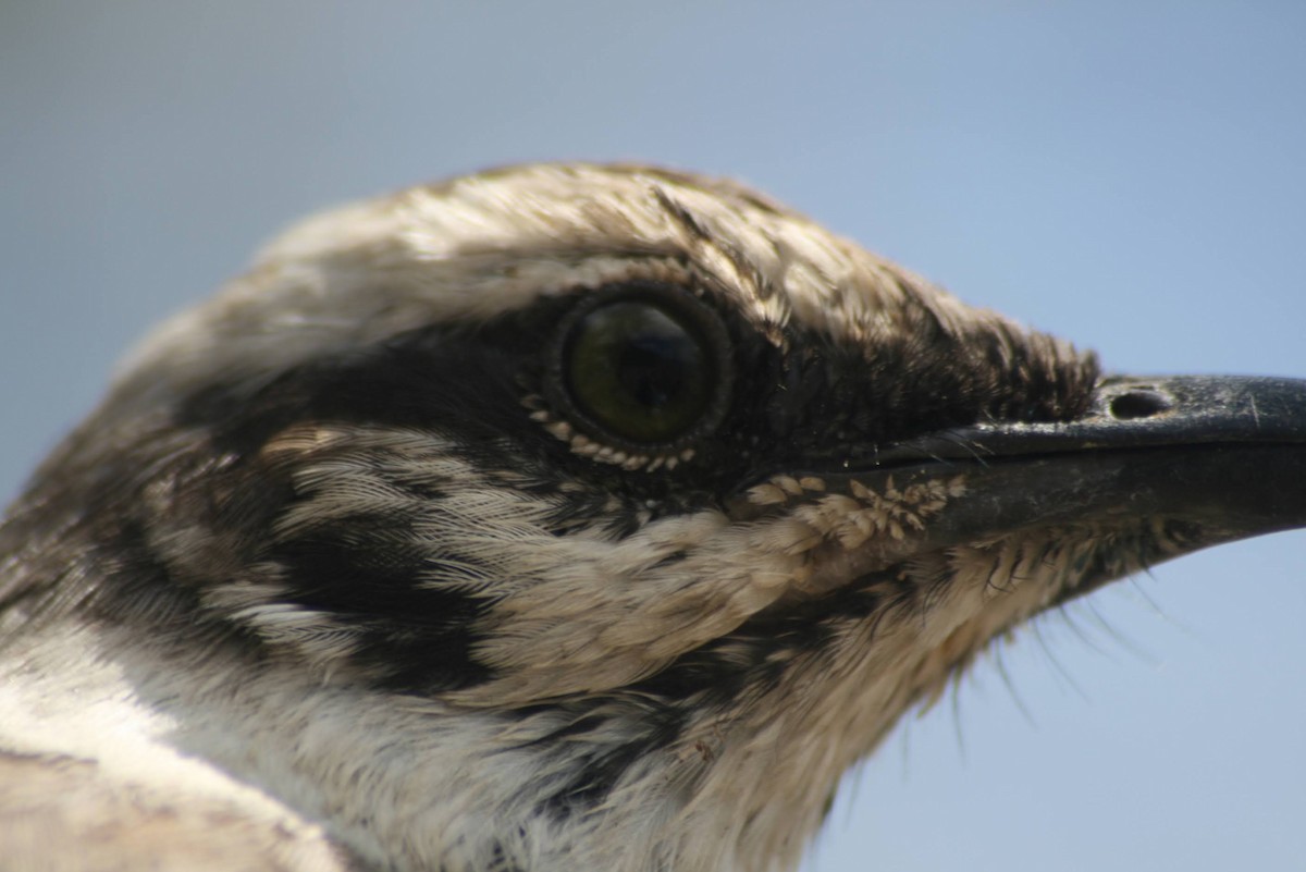 drozdec dlouhoocasý - ML629477200