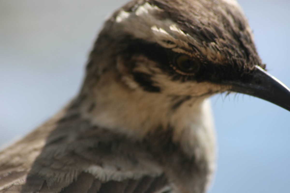 drozdec dlouhoocasý - ML629477201