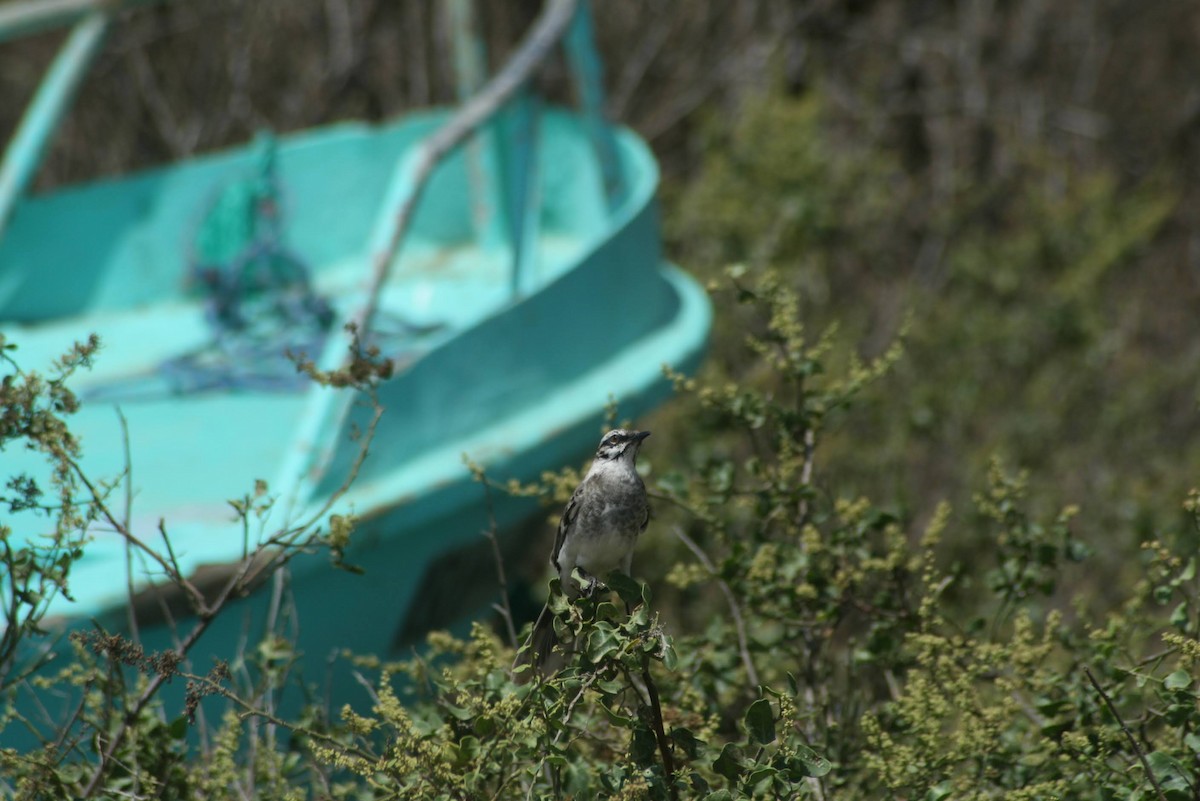 drozdec dlouhoocasý - ML629477202