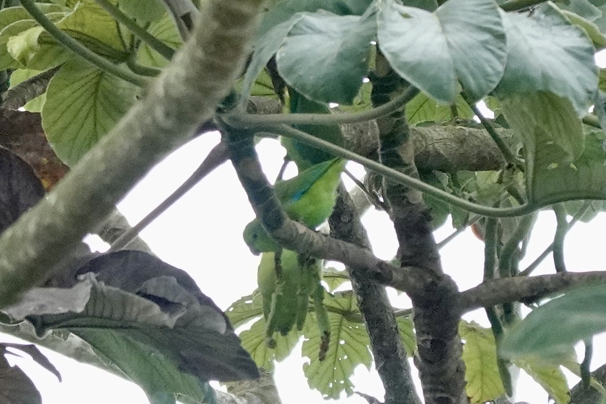 Mexican Parrotlet - ML629477345