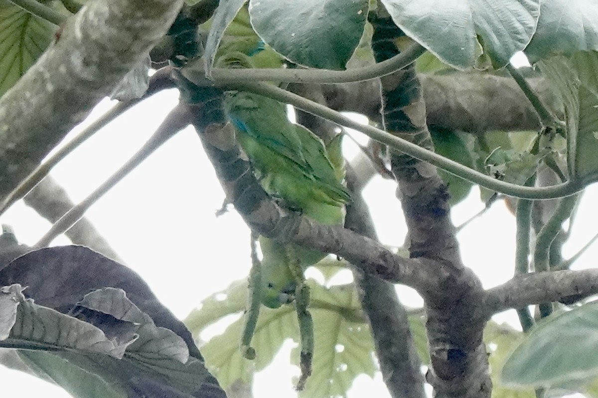 Mexican Parrotlet - ML629477347