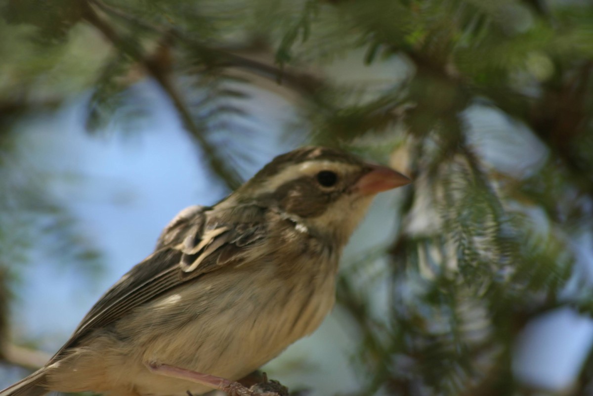 Collared Warbling Finch - ML629477394