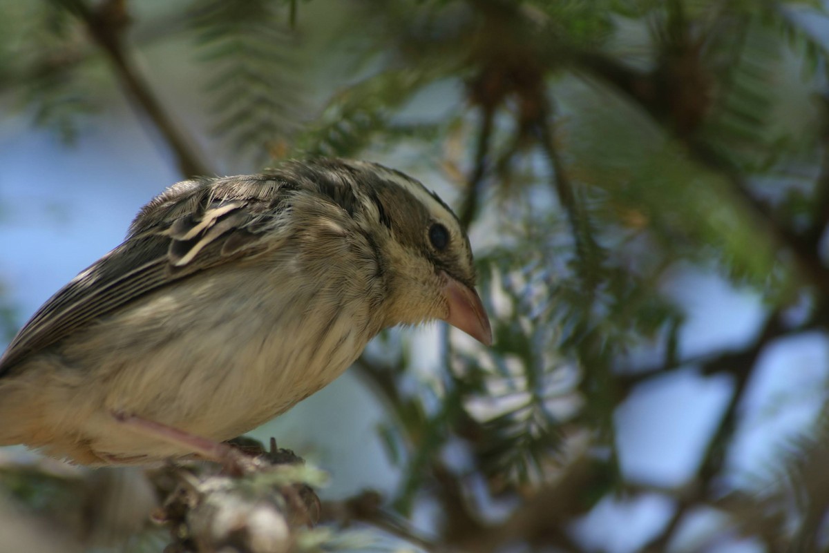 Collared Warbling Finch - ML629477395
