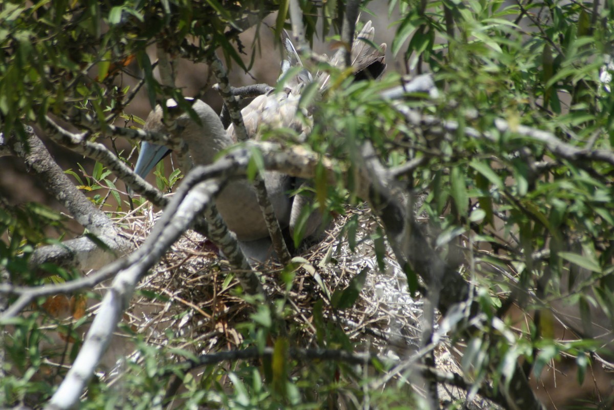 terej červenonohý - ML629477555