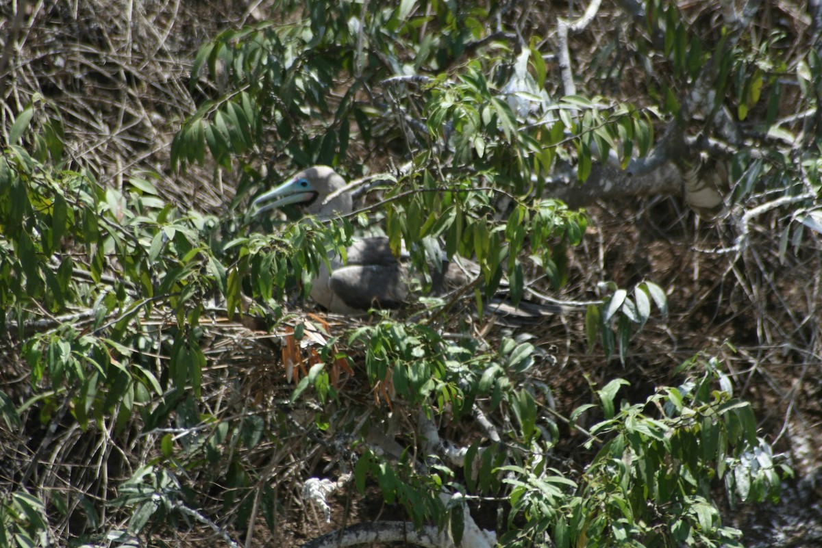 terej červenonohý - ML629477556