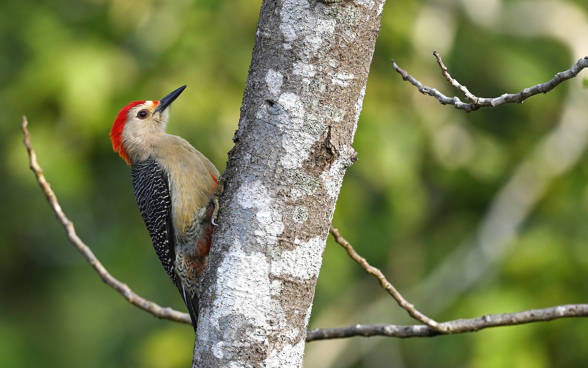 Golden-fronted Woodpecker (Velasquez's) - Luis Trinchan