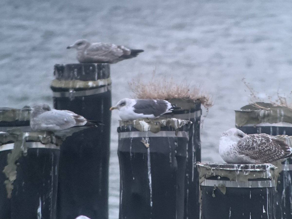 Lesser Black-backed Gull - ML629478043