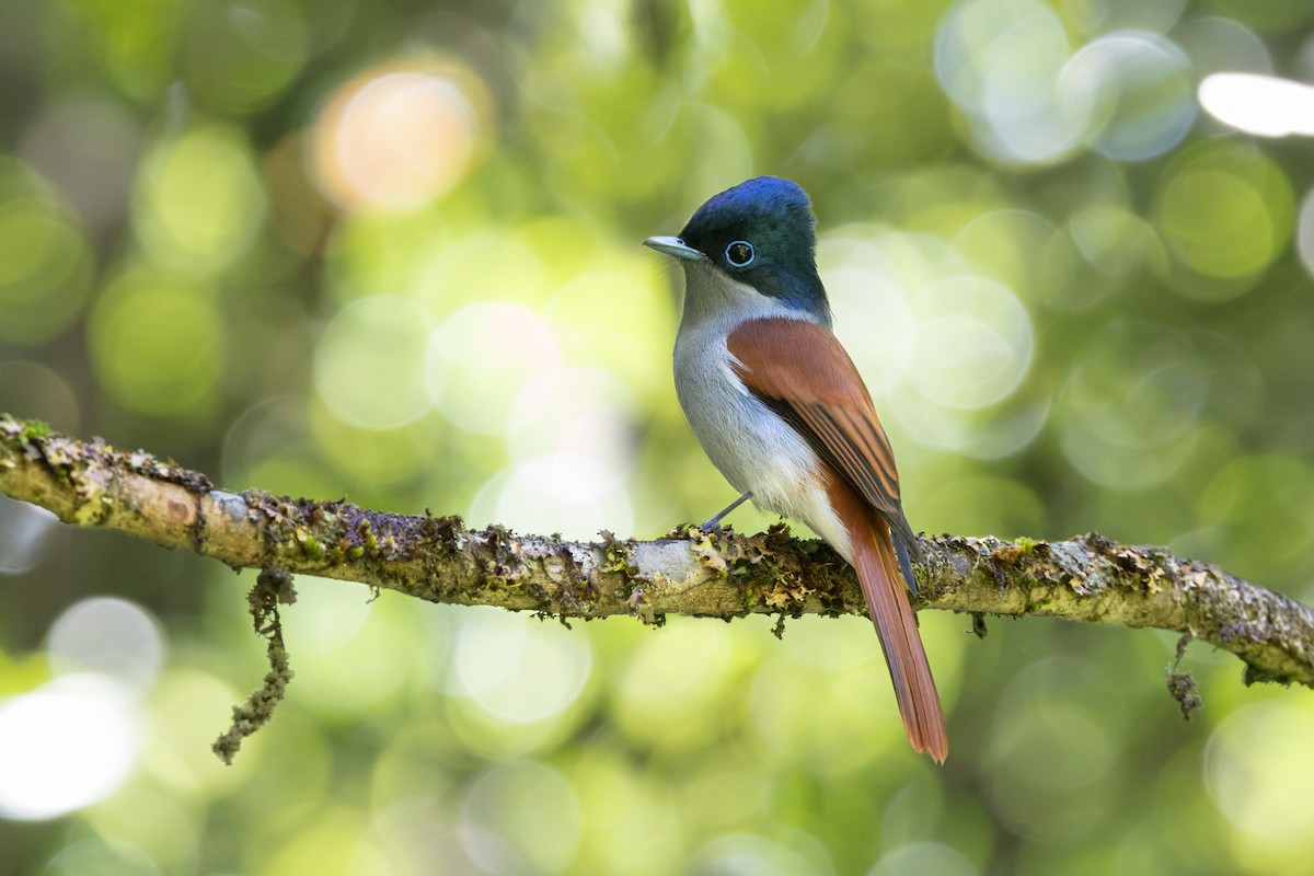 Mascarene Paradise-Flycatcher - ML629478246