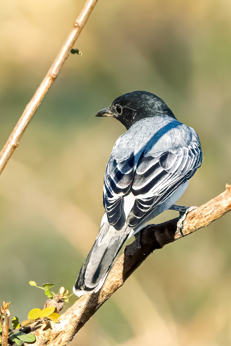 Black-headed Cuckooshrike - ML629478453