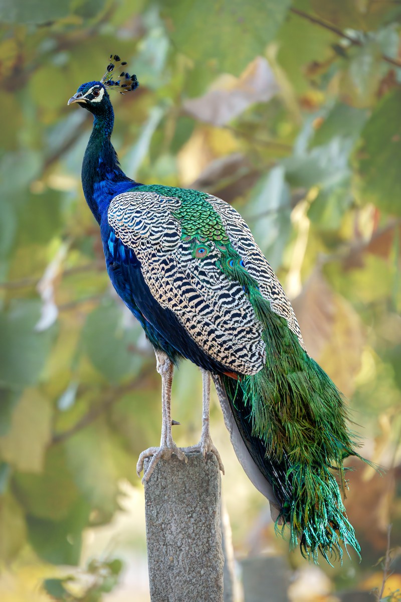 Indian Peafowl - ML629478496