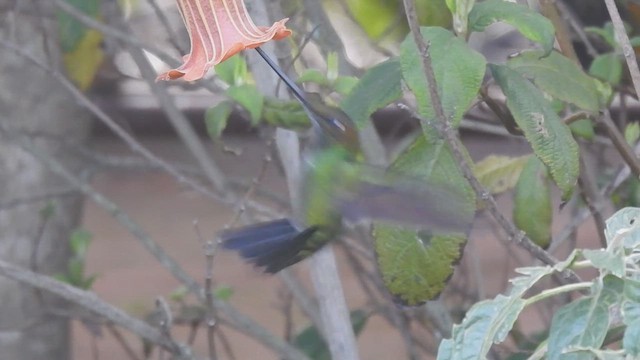 Sword-billed Hummingbird - ML629478646