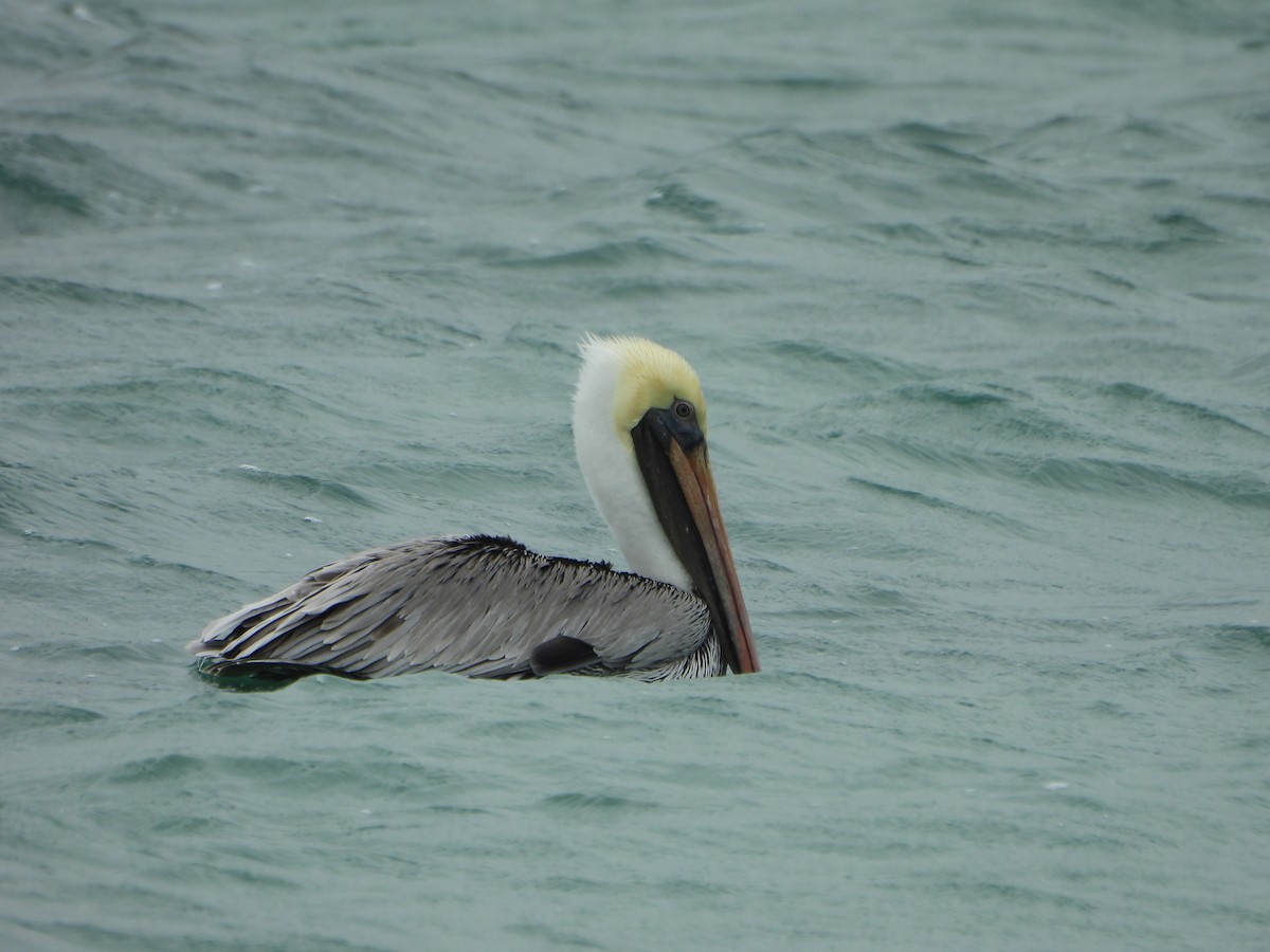 Brown Pelican - ML629478698
