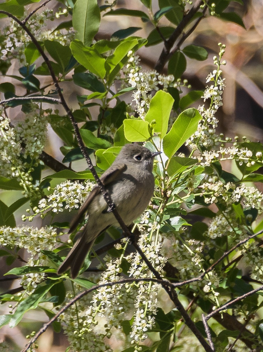 Hammond's Flycatcher - ML629478911