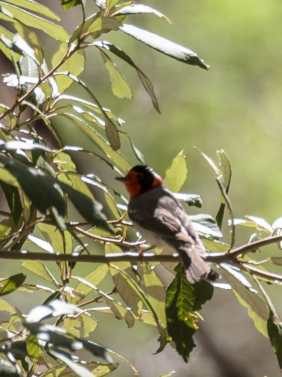 Red-faced Warbler - ML629478953