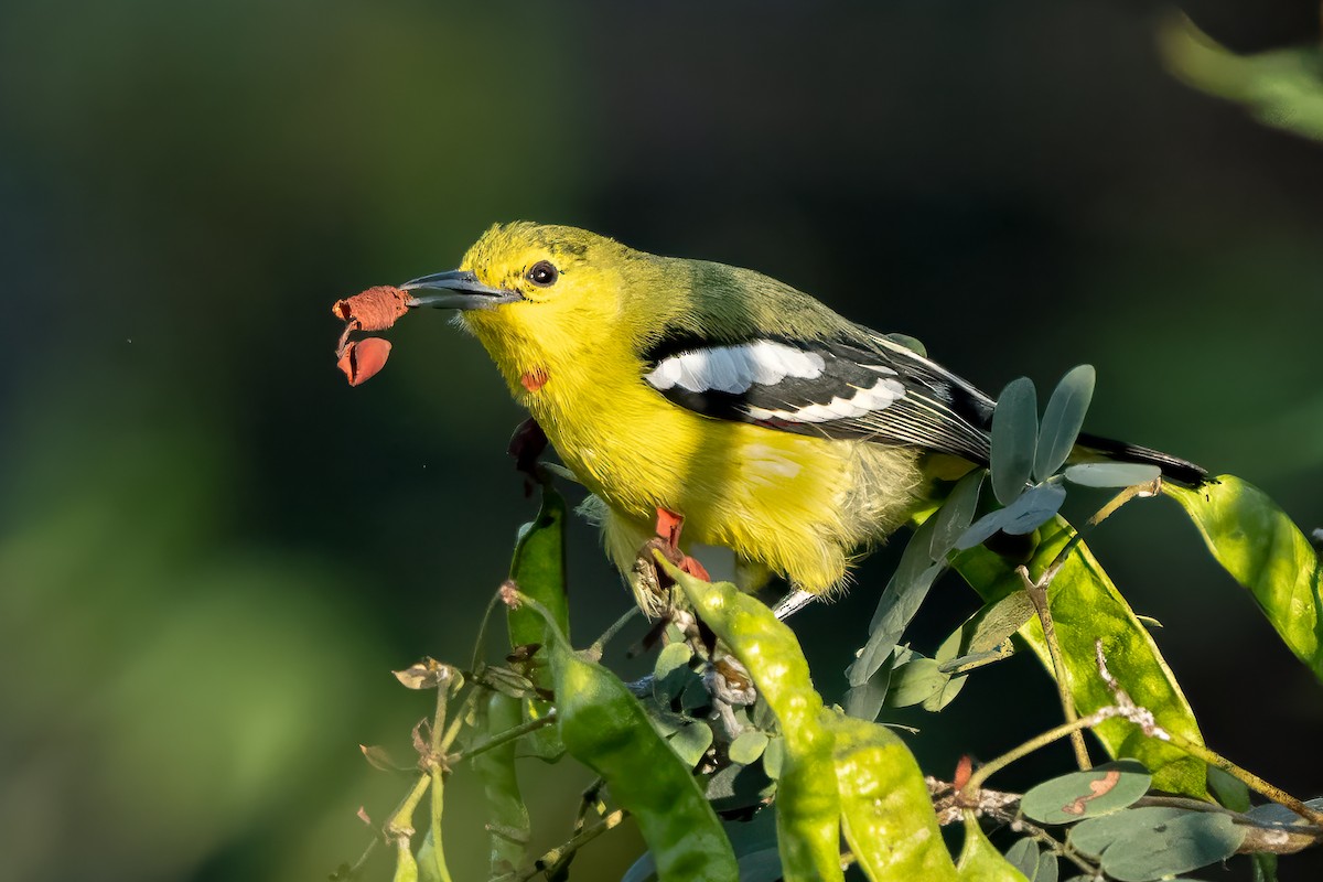 Common Iora - ML629479072