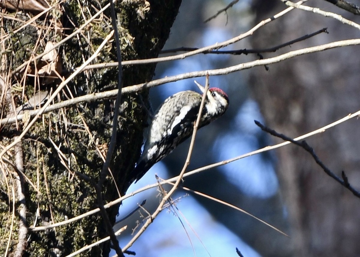 Yellow-bellied Sapsucker - ML629480455