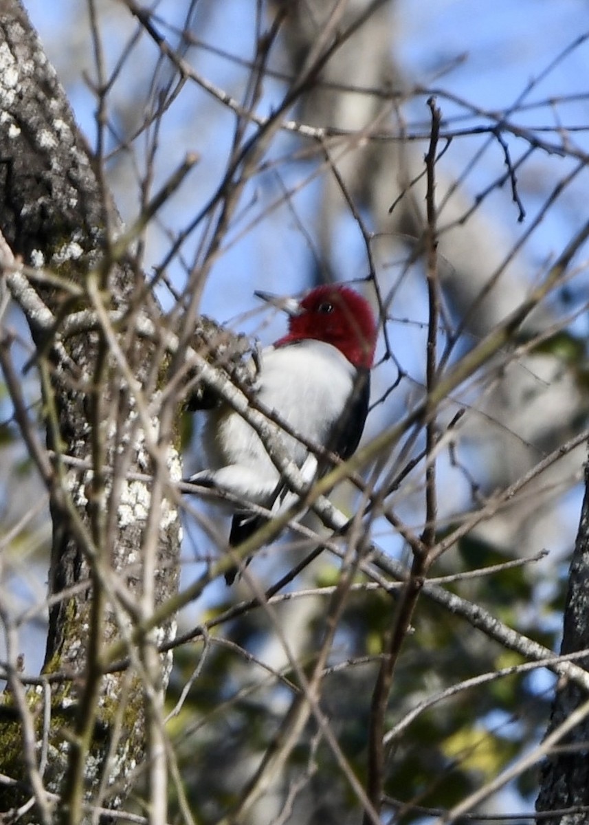 Red-headed Woodpecker - ML629480460