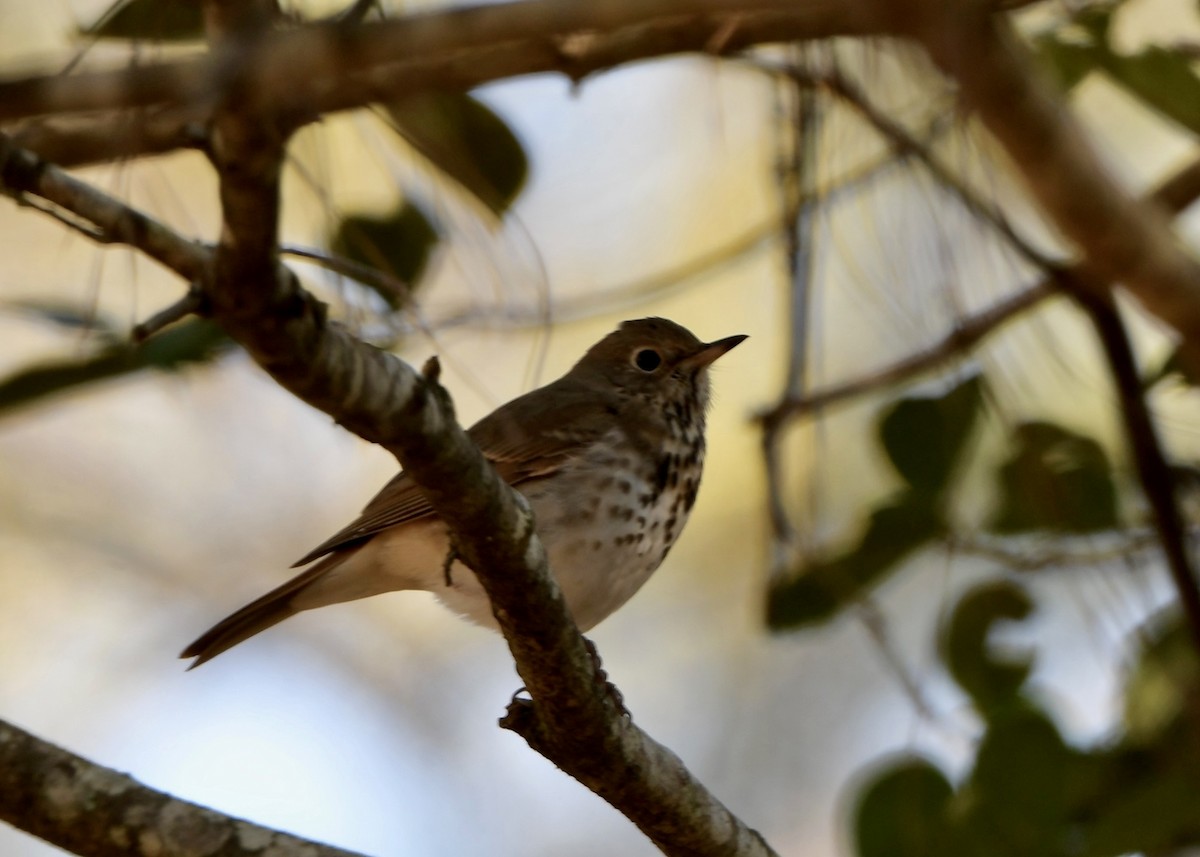 Hermit Thrush - ML629480474