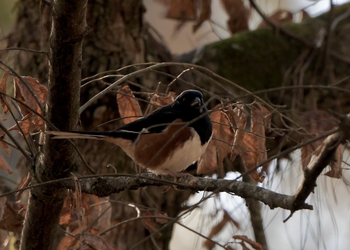 Eastern Towhee - ML629480483