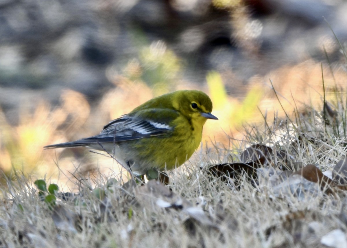 Pine Warbler - ML629480489