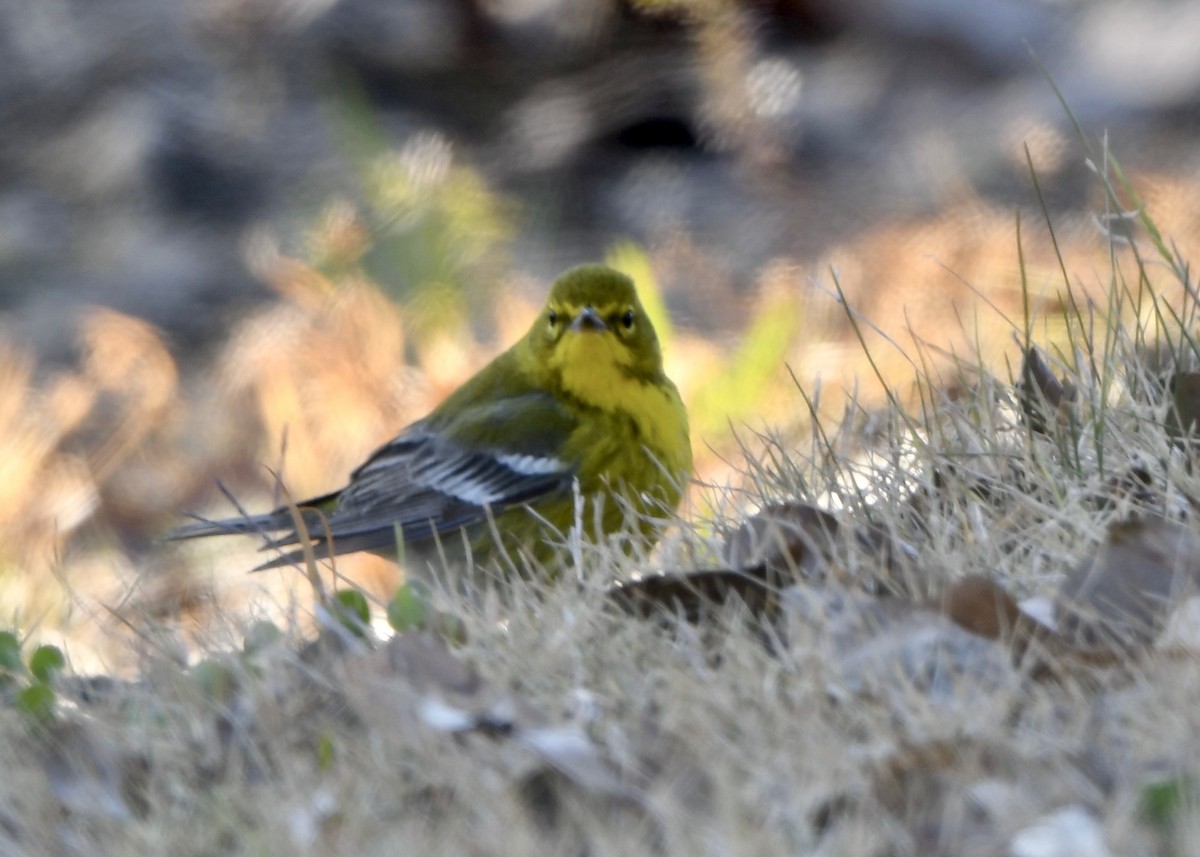 Pine Warbler - ML629480490